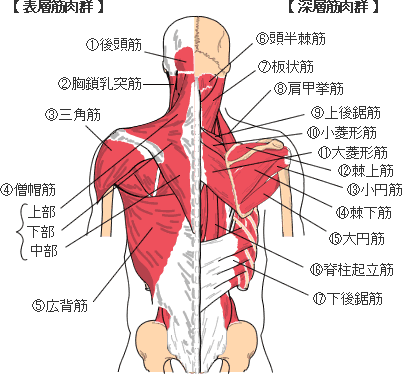 袋井で首が左右の片側だけ痛い 首の筋肉をほぐしてもらっても良くならない アスリート鍼灸整骨院 袋井 アーチフィジカルケアグループ