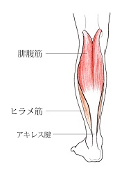 静岡でふくらはぎの肉離れ後 足の疲労感がたまりやすくなった又は よく足が攣るようになった原因とは スポーツラボ鍼整骨院 西脇 静岡市 アーチフィジカルケアグループ