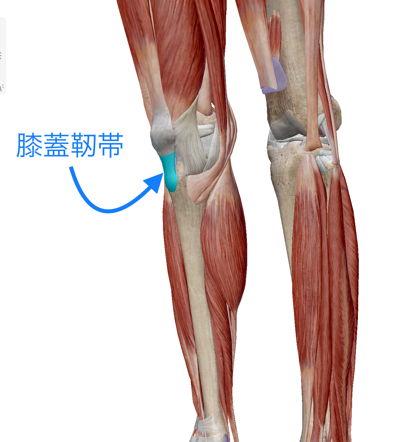 膝の痛みにお悩みの小学生サッカープレイヤー 原因はこれかも スポーツラボ鍼接骨院 沖縄市店 アーチフィジカルケアグループ