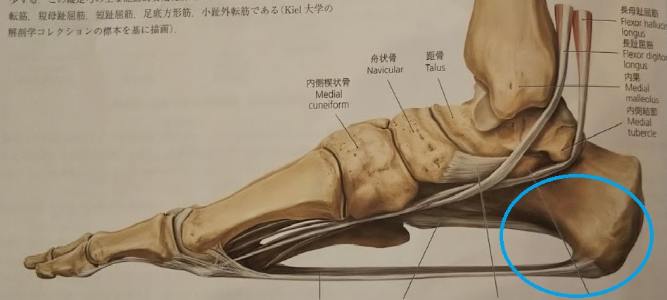磐田市で踵の痛みでお悩みのミニバス選手へ アーチフィジカルケアグループ